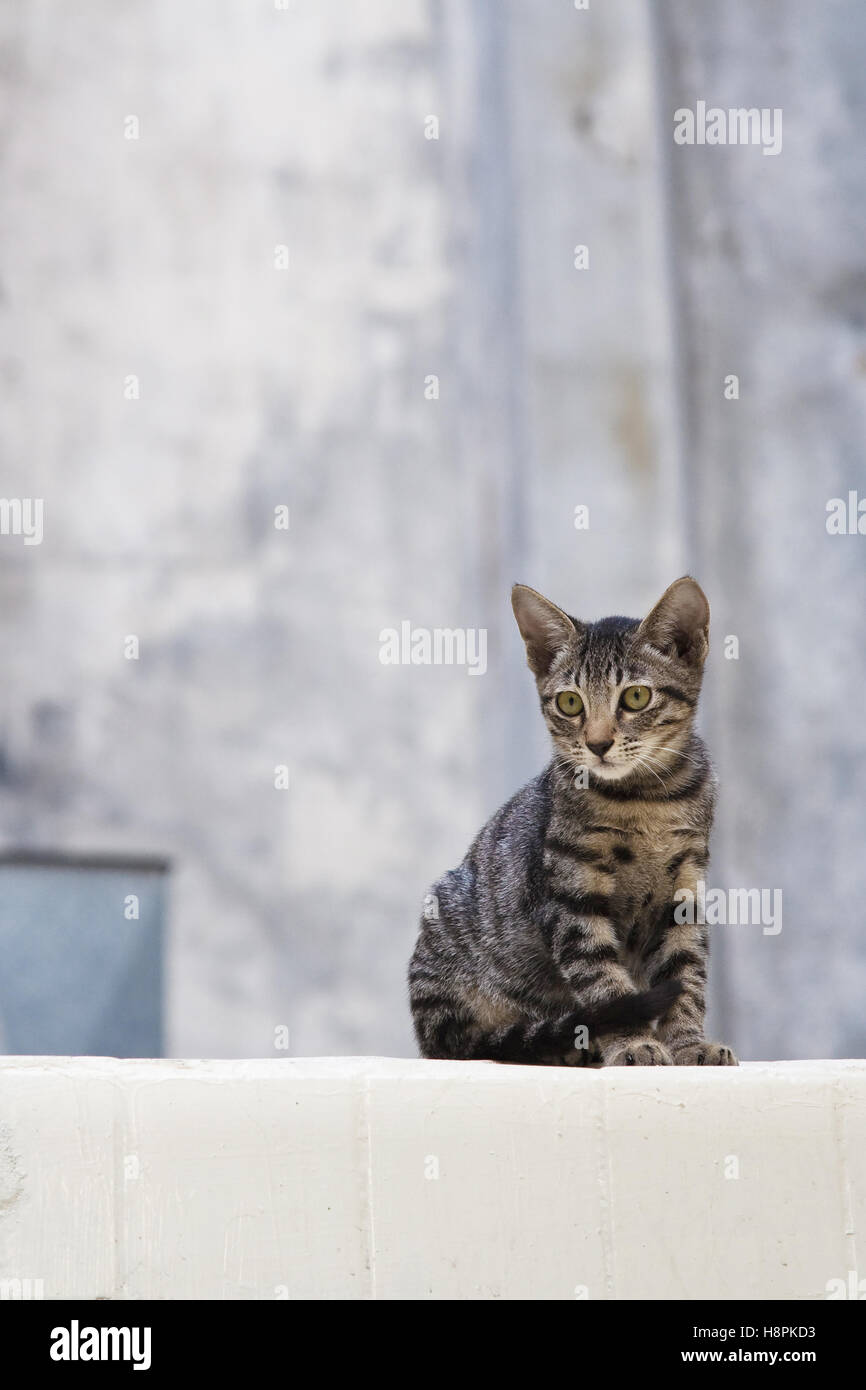 Junge Katze sitzt auf einer Mauer, Outdoor, Hong Kong Stockfoto