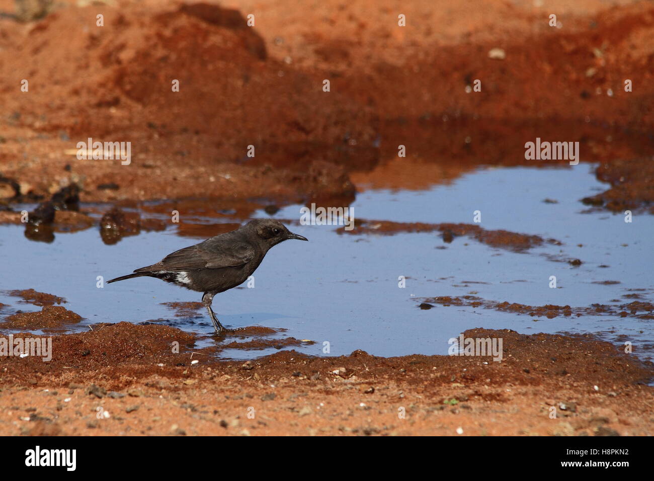 Ein kleiner schwarzer Vogel Getränke von einer Pfütze von Wasser in das aride Namaqualand region Südafrika Bild im Querformat mit Kopie Raum Stockfoto