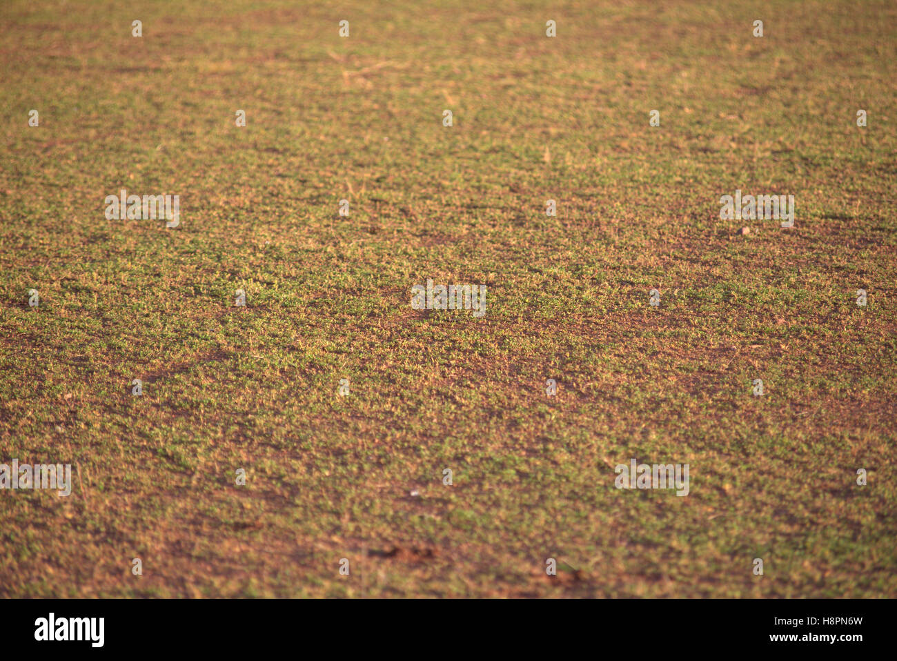 Schottische Rasen Kies Hintergrund Gräser und Unkraut Stockfoto