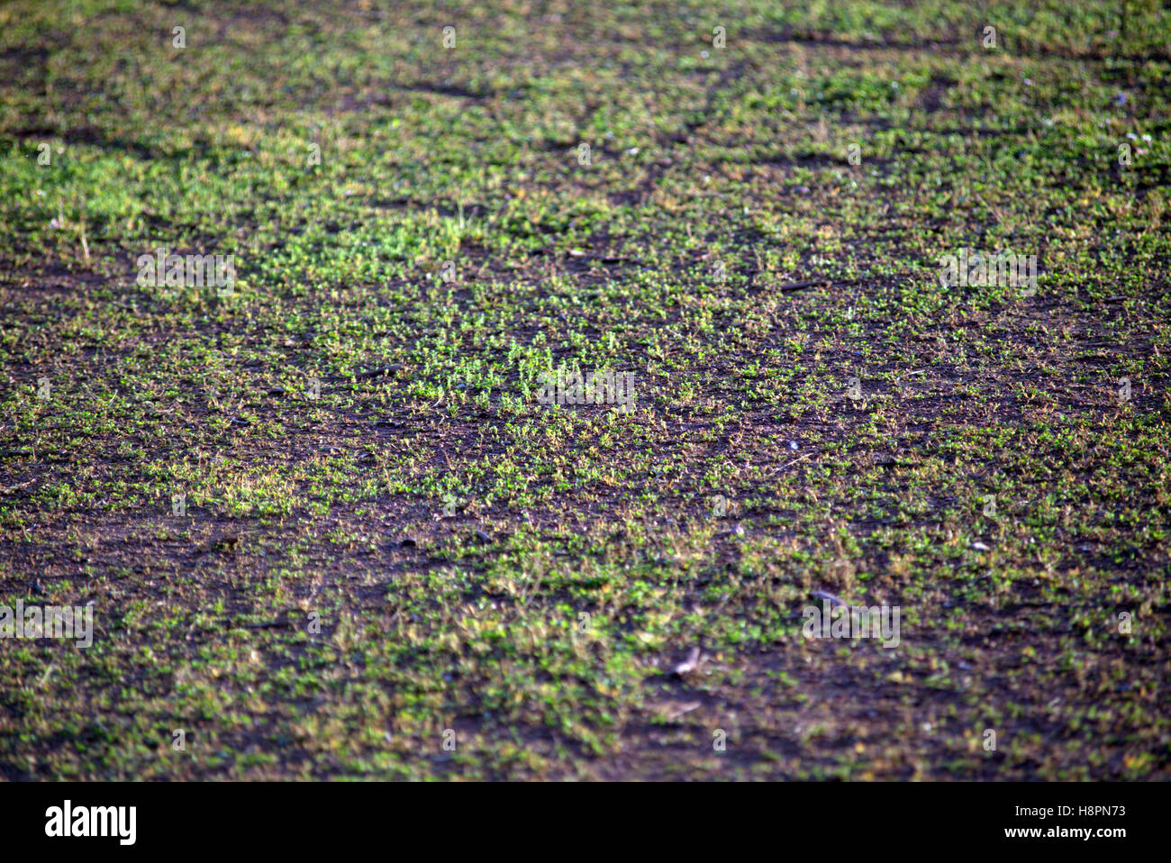 Schottische Rasen Kies Hintergrund Gräser und Unkraut Stockfoto