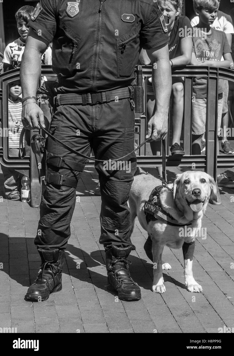 K9 Medikament Erkennung Hund öffentliche Ausstellung Stockfoto