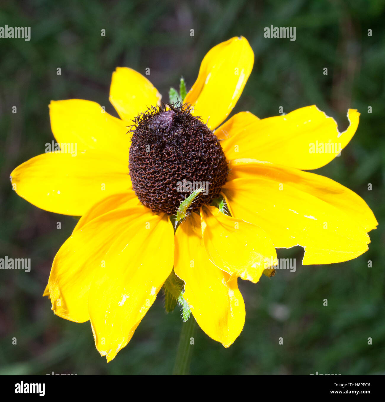 Große gelbe Blume in voller Blüte mit Rasen hinter Stockfoto