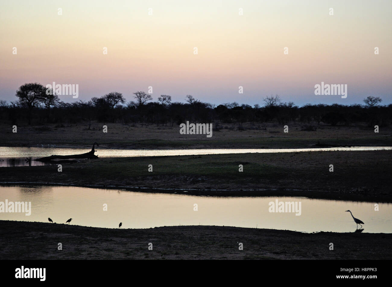 Safari in Südafrika, rosa Savannah: Vögel neben einem natürlichen Pool am frühen Morgen in den Kruger National Park, dem größten Naturschutzgebiet in Afrika seit 1898 Stockfoto