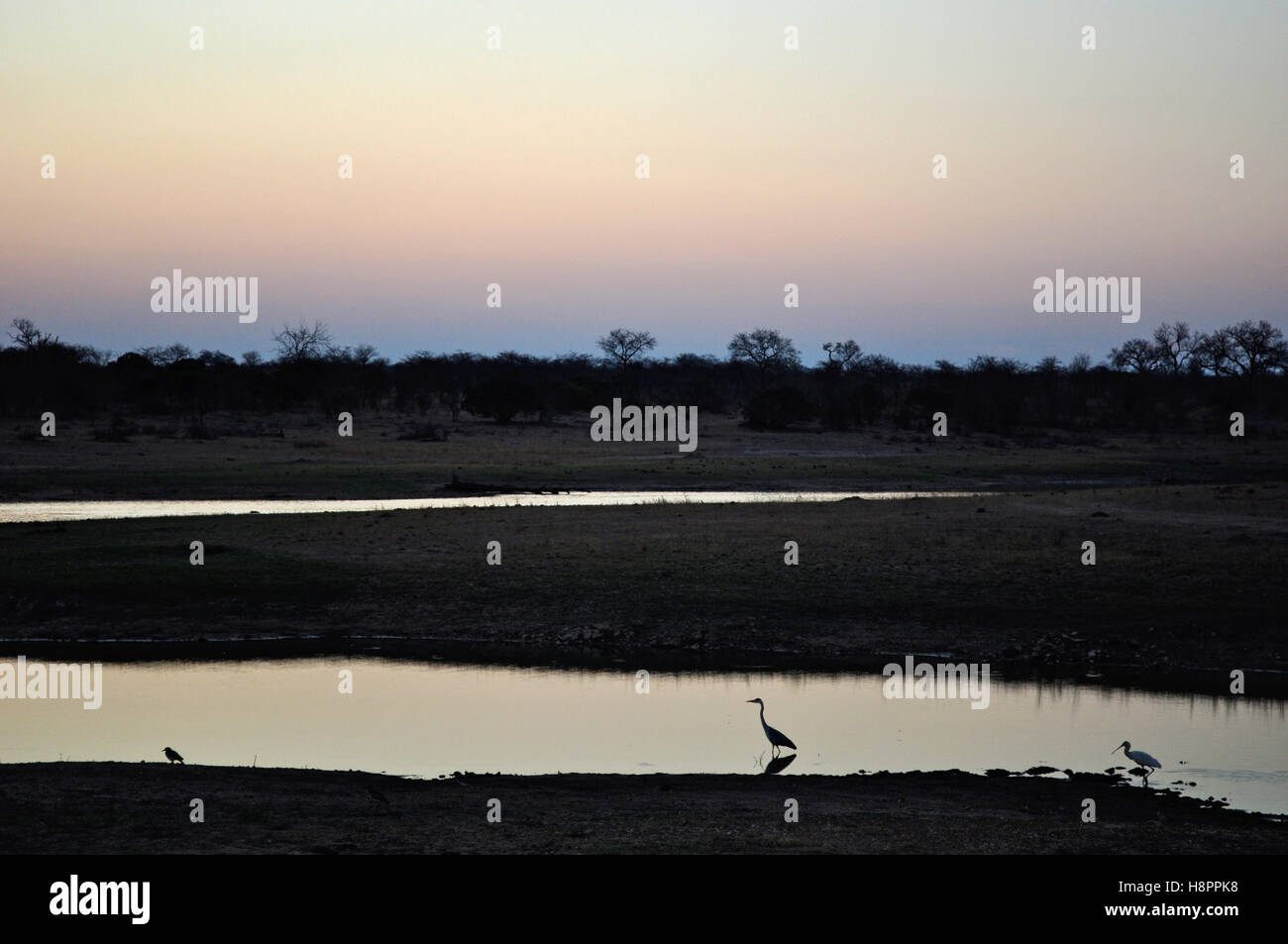 Safari in Südafrika, rosa Savannah: Vögel neben einem natürlichen Pool am frühen Morgen in den Kruger National Park, dem größten Naturschutzgebiet in Afrika seit 1898 Stockfoto