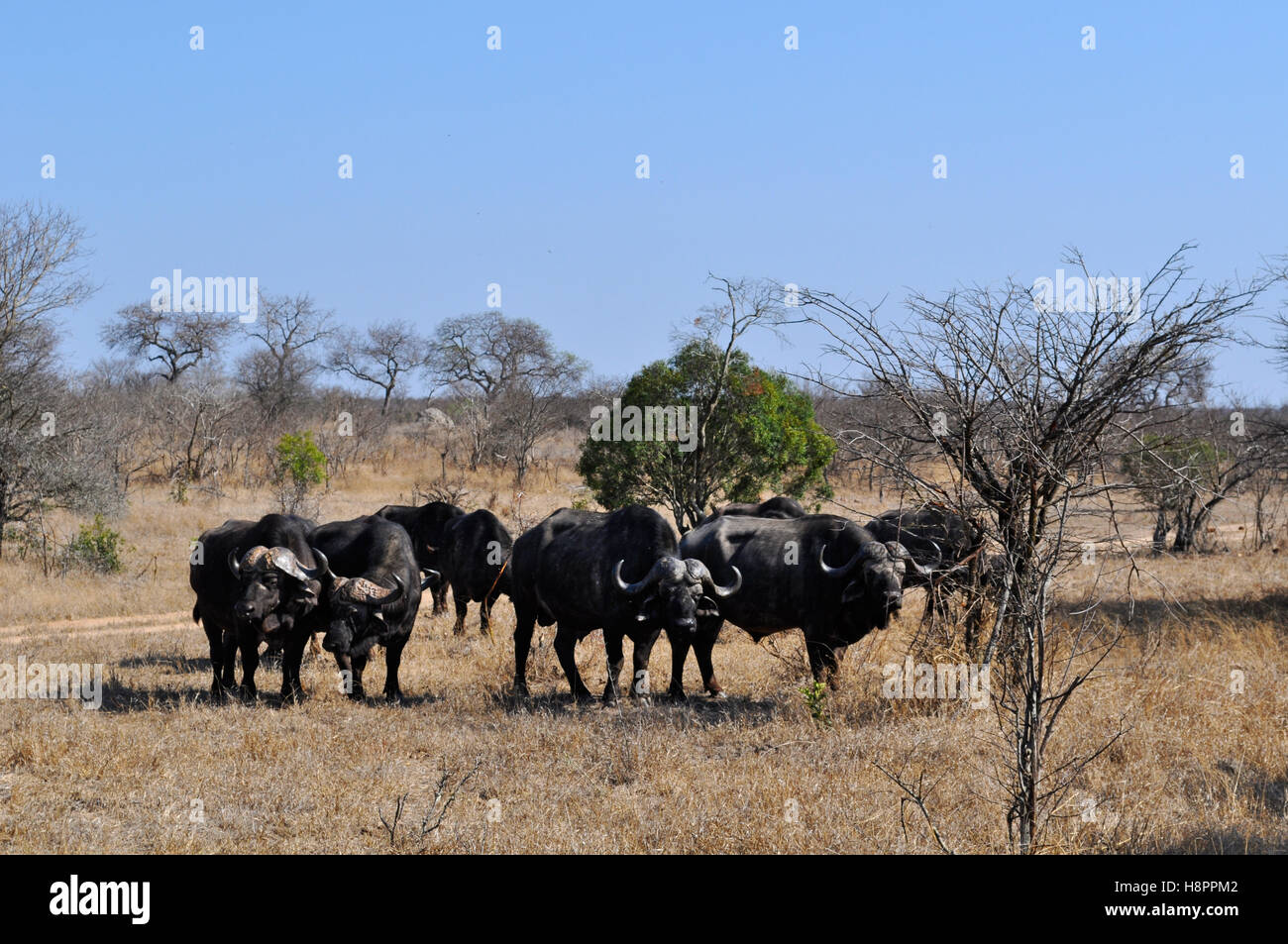 Safari in Südafrika, Savannah: Herde von afrikanischen Büffel im Kruger National Park, dem größten Naturschutzgebiet in Afrika seit 1898 Stockfoto