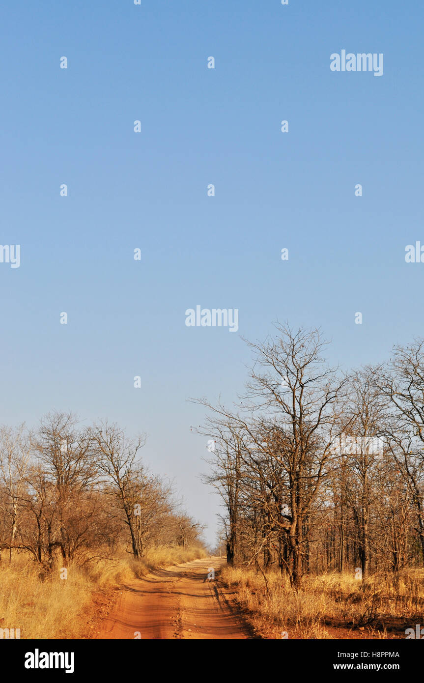 Safari in Südafrika: Ein roter Sand, Schmutz der Straße fahren in den Kruger National Park, dem größten Naturschutzgebiet in Afrika im Jahre 1898 gegründet Stockfoto