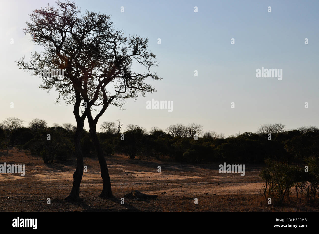 Safari in Südafrika: Ein roter Sand, Schmutz der Straße fahren in den Kruger National Park, dem größten Naturschutzgebiet in Afrika im Jahre 1898 gegründet Stockfoto