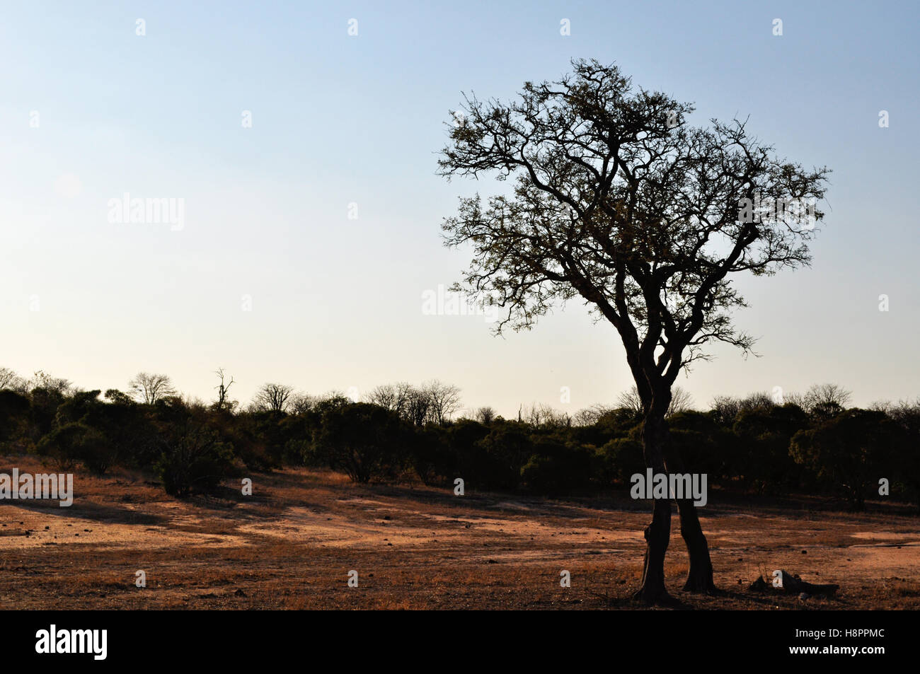 Safari in Südafrika: Ein roter Sand, Schmutz der Straße fahren in den Kruger National Park, dem größten Naturschutzgebiet in Afrika im Jahre 1898 gegründet Stockfoto