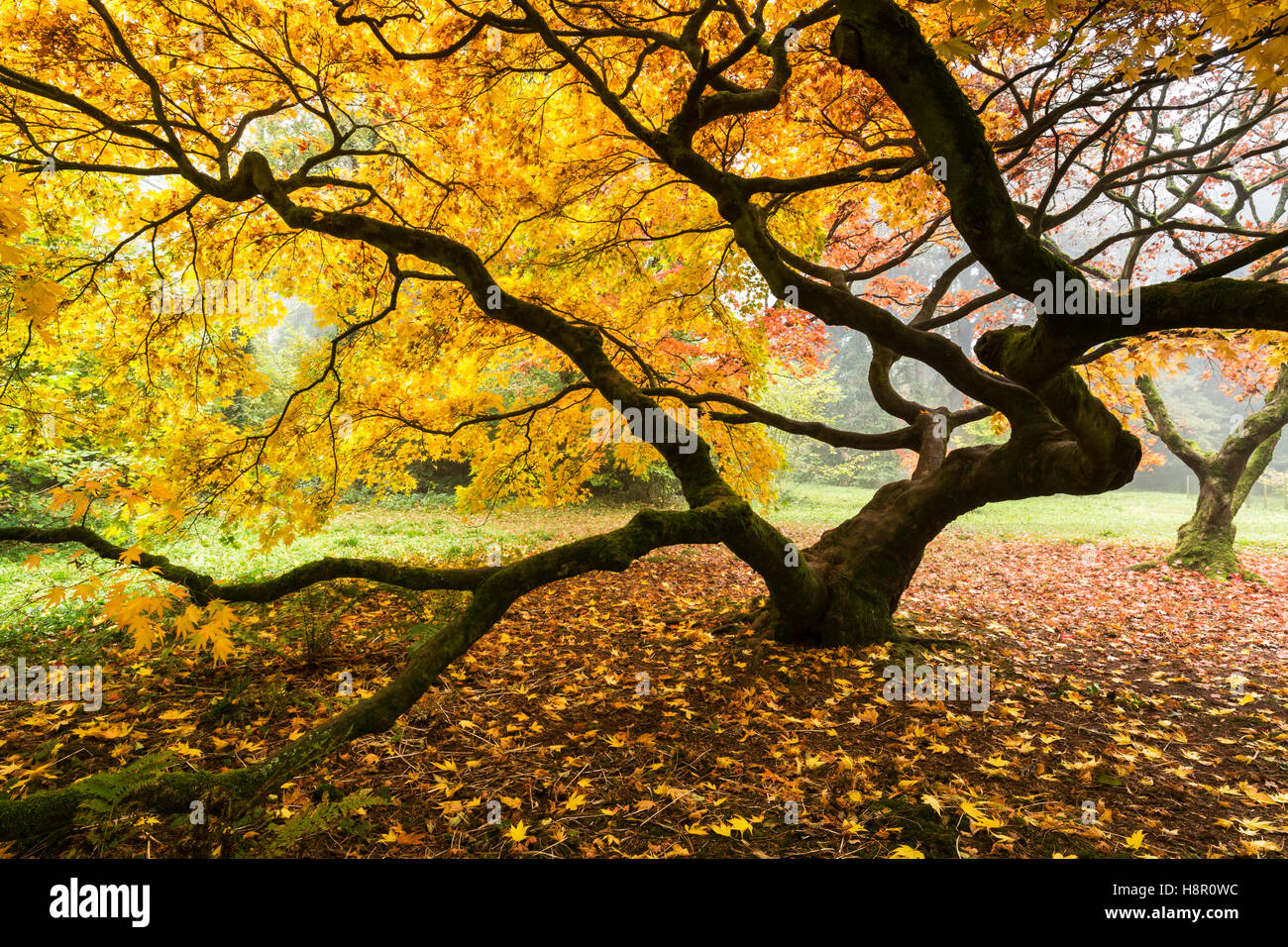 Ahornbaum im Herbst Nebel mit einer knubbeligen aussehen und lebhaft gelbe Blätter. Stockfoto