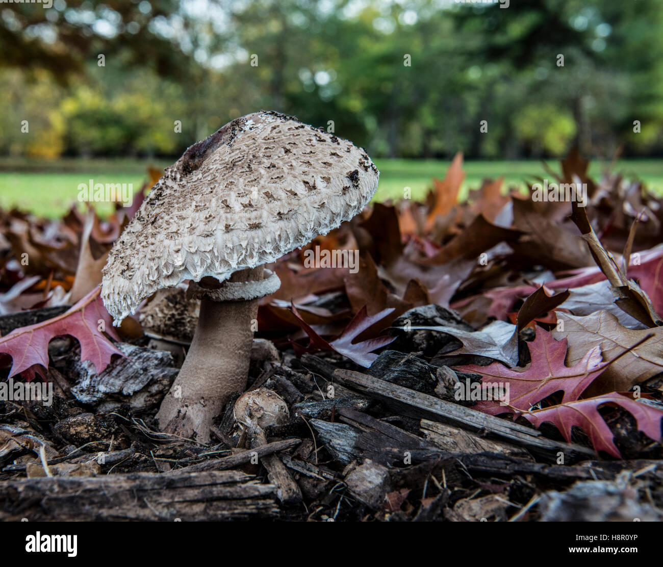 Der Pilz Parasol (Macrolepiota Procera oder Lepiota Procera) ist ein Basidiomycete Pilz mit einem großen Fruchtkörper Stockfoto