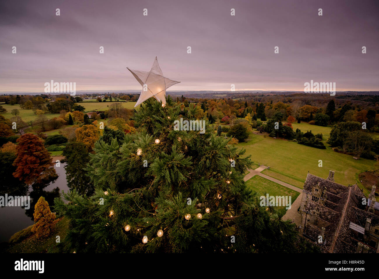 Wakehurst Place, West Sussex, UK. 15. November, 2016.Wakehurst Direktor kletterte Tony Sweeney erfolgreich der größte lebende Weihnachtsbaum im Vereinigten Königreich, einen riesigen 118ft Redwood. Tony platziert das erste aus einem Cluster von Laternen auf der Oberseite der Struktur, um den Beginn der Vorbereitungen für wilde Glut, ein Winter-Laternenfest Herold, der im Dezember auf die Ardingly Botanic Gardens und Naturschutzgebiet ausgeführt. Nach dem Aufstehen seinen Atems wieder Tony, 61, sagte: "Es war sicherlich eine Herausforderung! Sicherlich gibt es ein Trick um es und ich weiß, dass meine Arme sein Morgen steif werden. Bildnachweis: Jim Holden/Alamy Live N Stockfoto