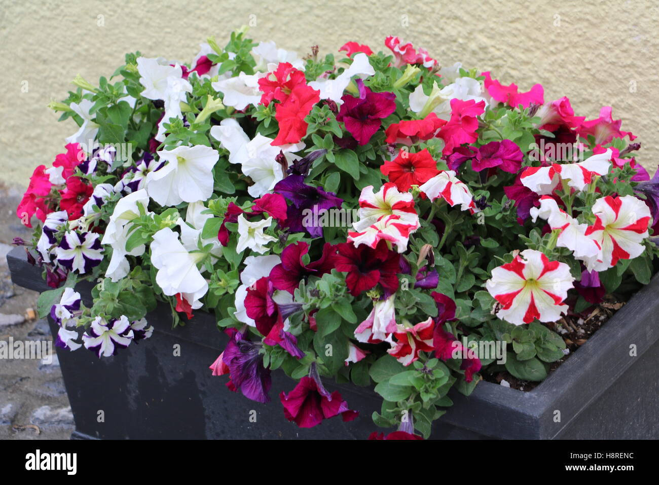Bunte Blumen in einem Topf Stockfotografie Alamy