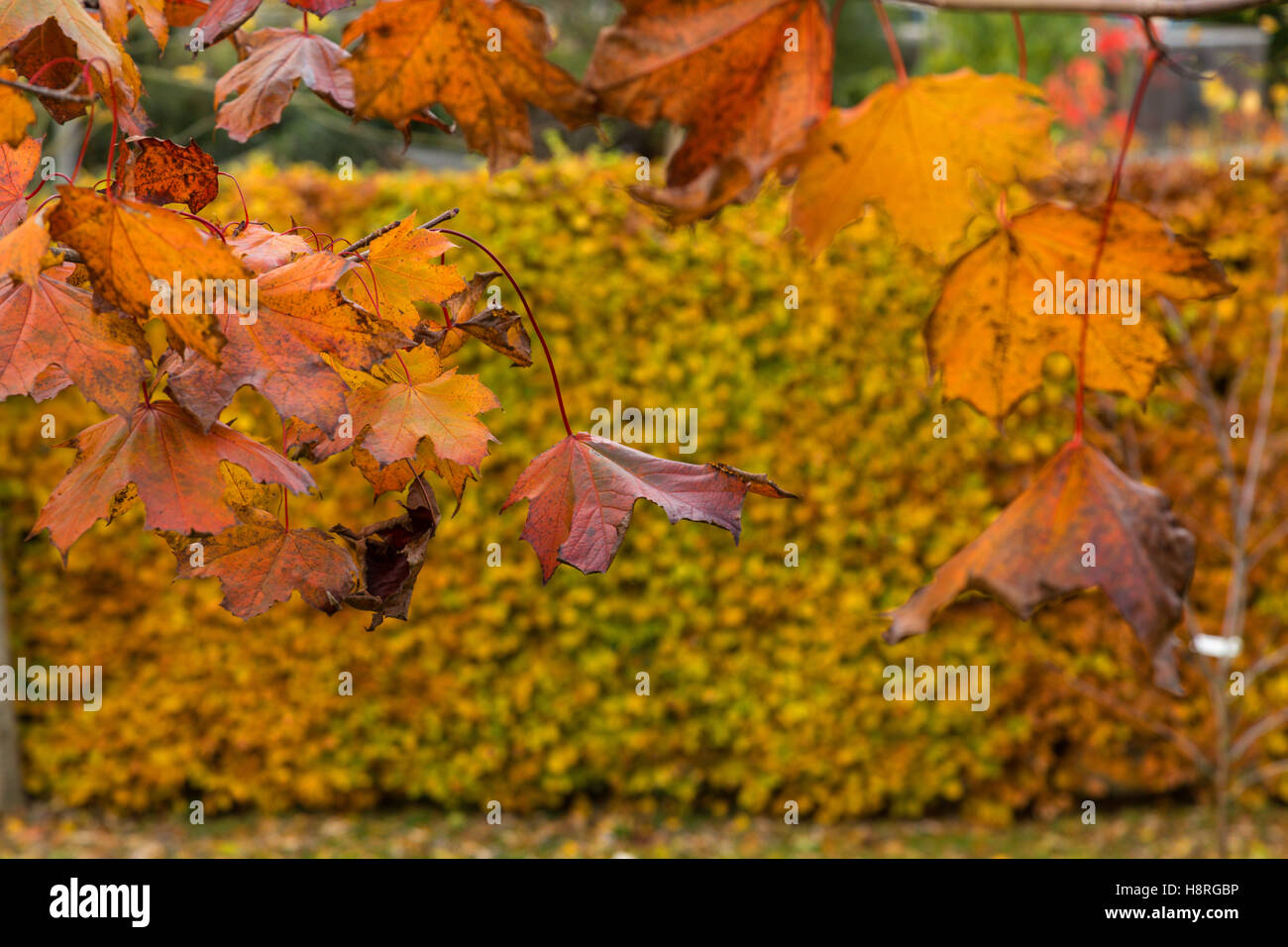 Verblassenden Blätter auf Acer Platanoides Crimson King, lila den ganzen Sommer wiederum weichere Farbtöne im Herbst & Buche Hecke hinter Stockfoto