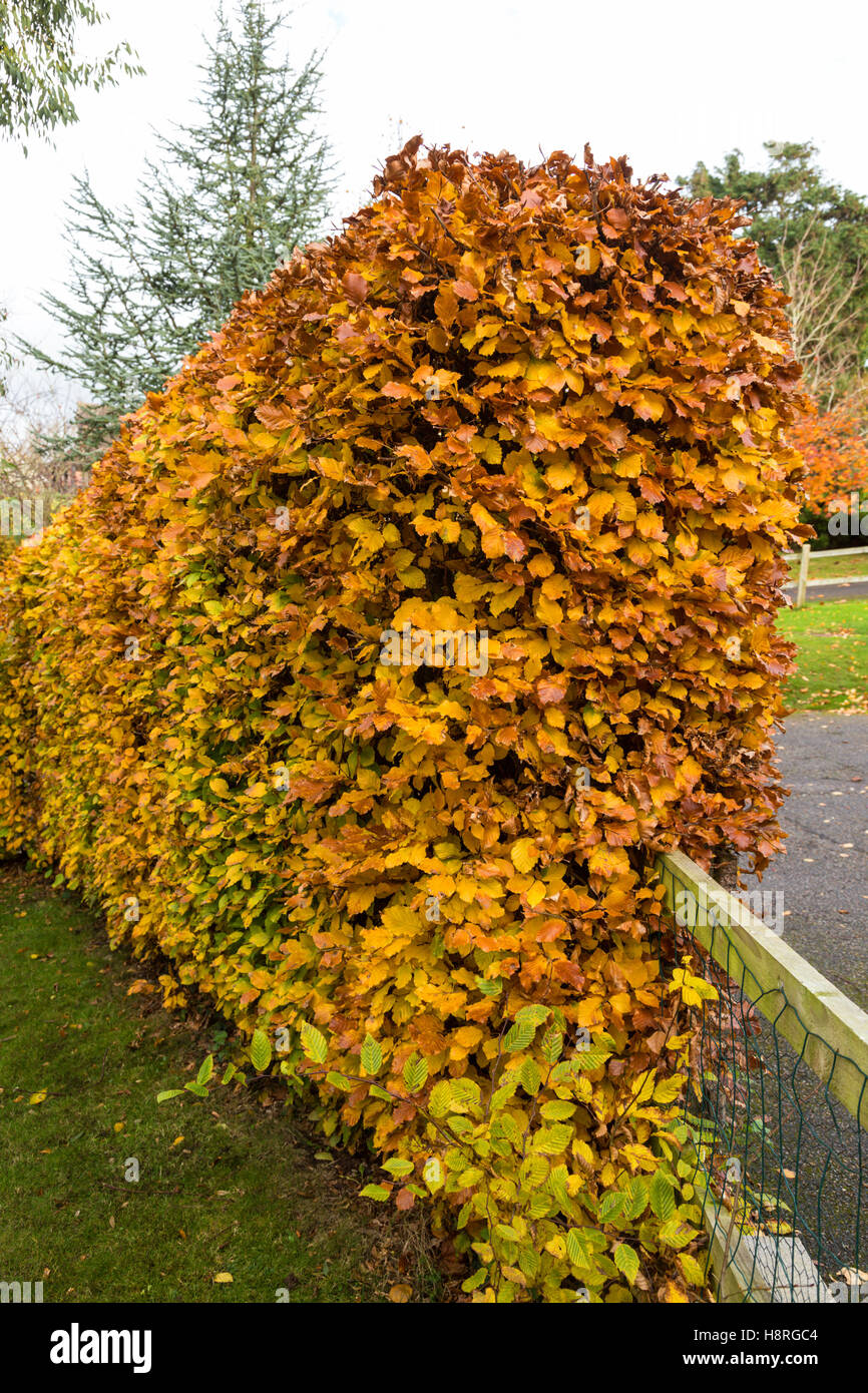 Eine Buche Hecke, Fagus Sylvatica, in volle Herbstfärbung neben einem