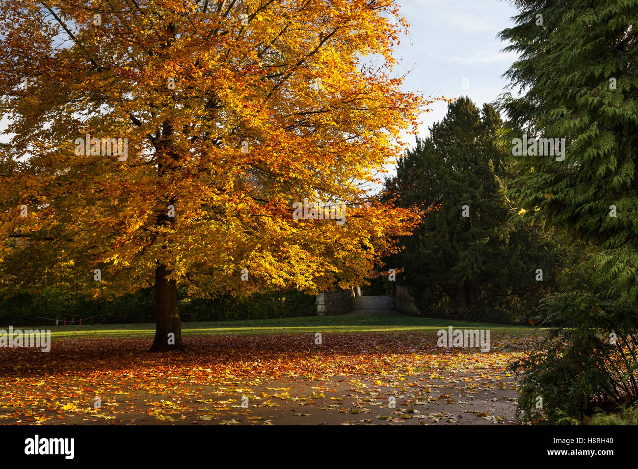 Herbst in Sydney Gardens, Bath, Somerset, England, UK Stockfoto