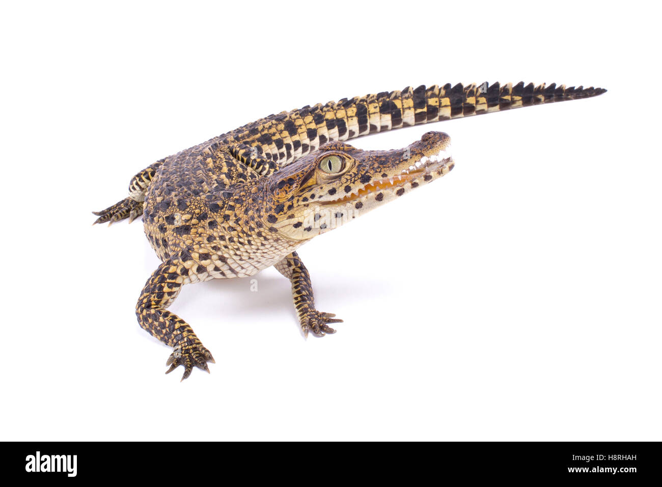 Kubanische Krokodil Crocodylus rhombifer Stockfoto