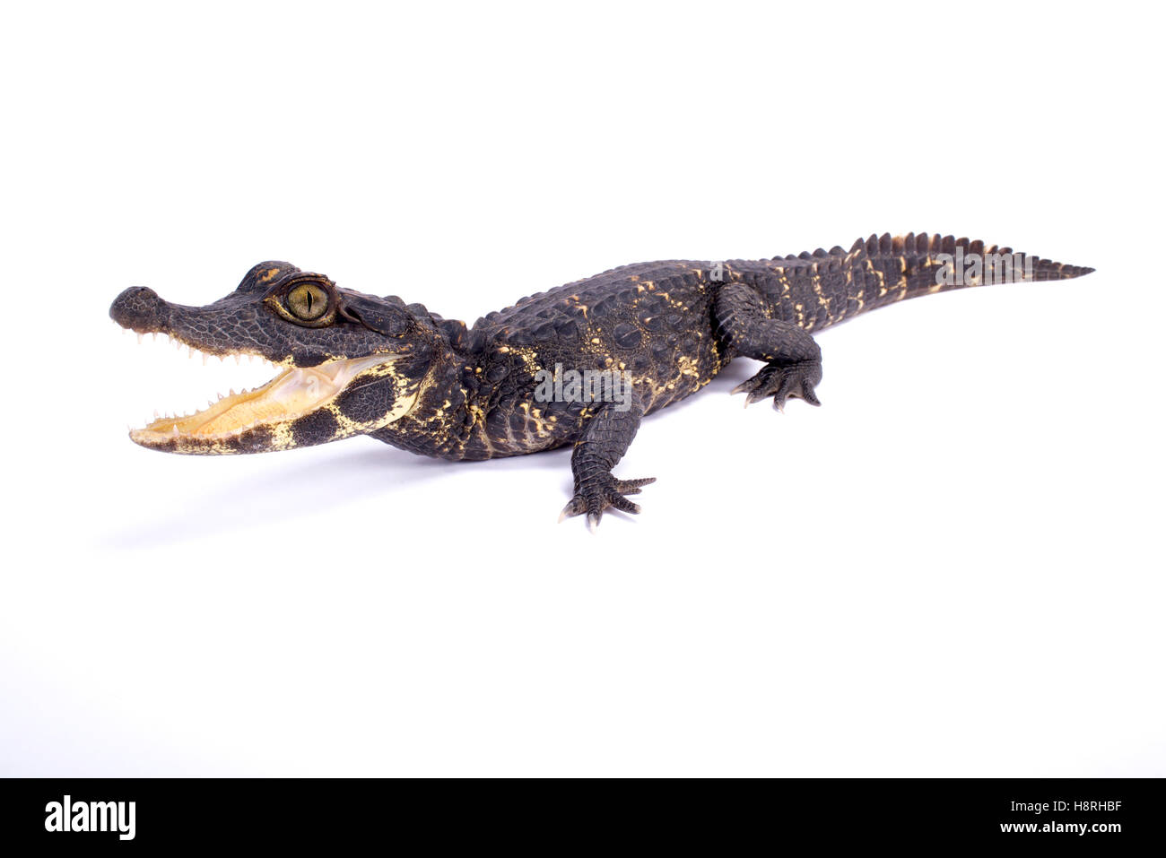 Zwerg-Krokodil, Osteolaemus tetraspis Stockfoto