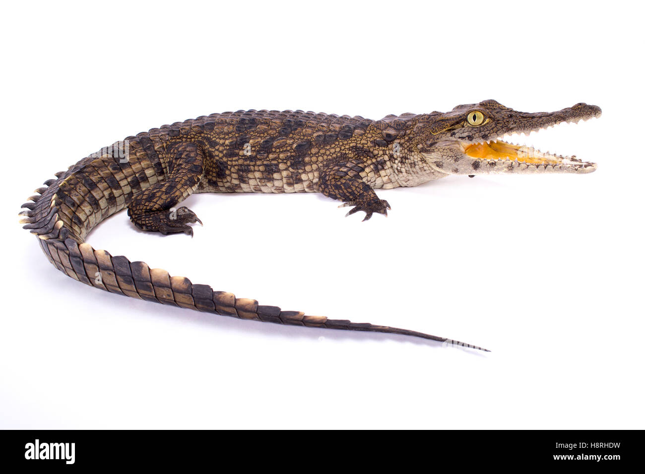 Nil-Krokodil, Crocodylus niloticus Stockfoto