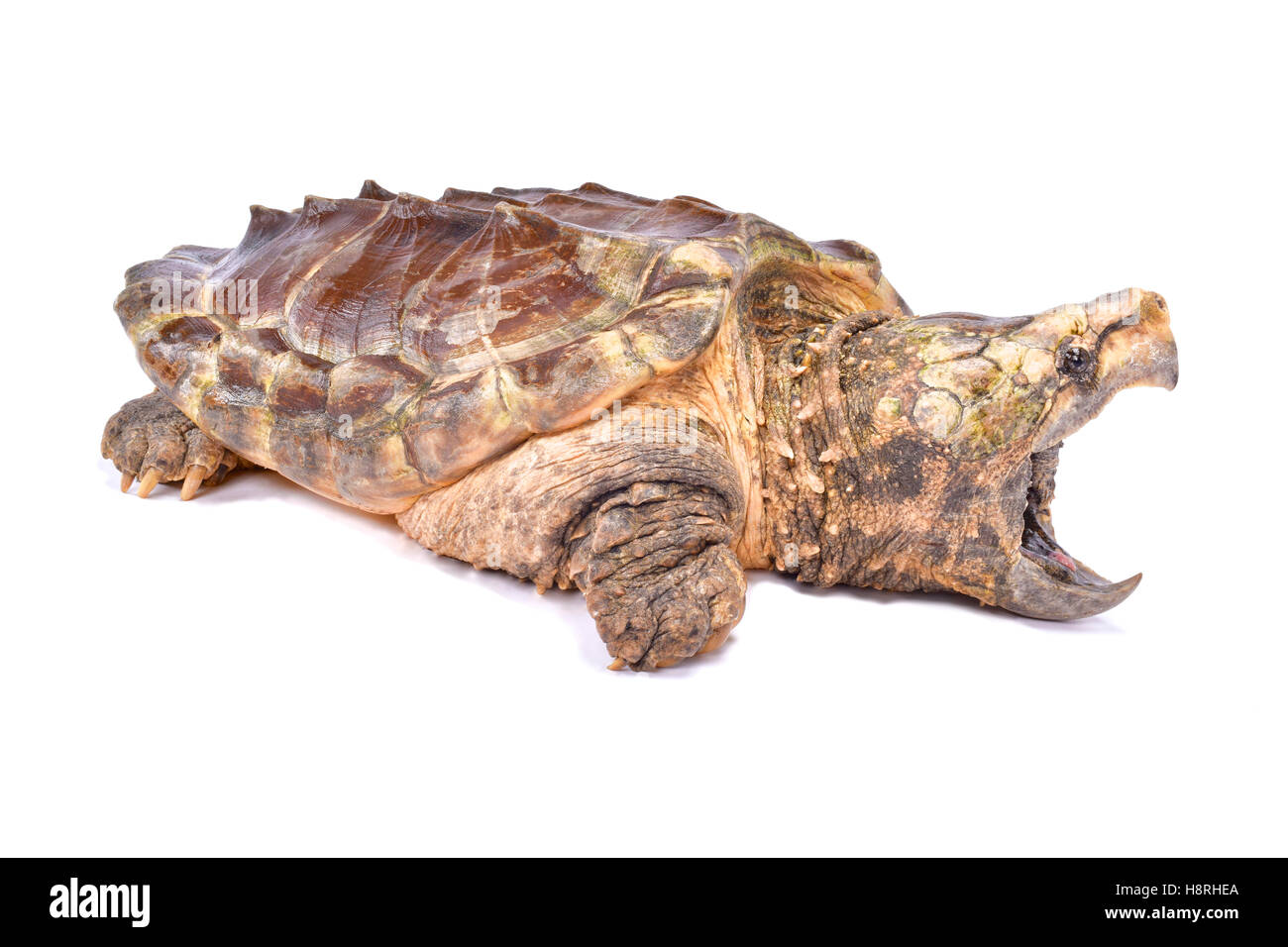 Alligator Schnappschildkröte, Macrochelys temminckii Stockfoto