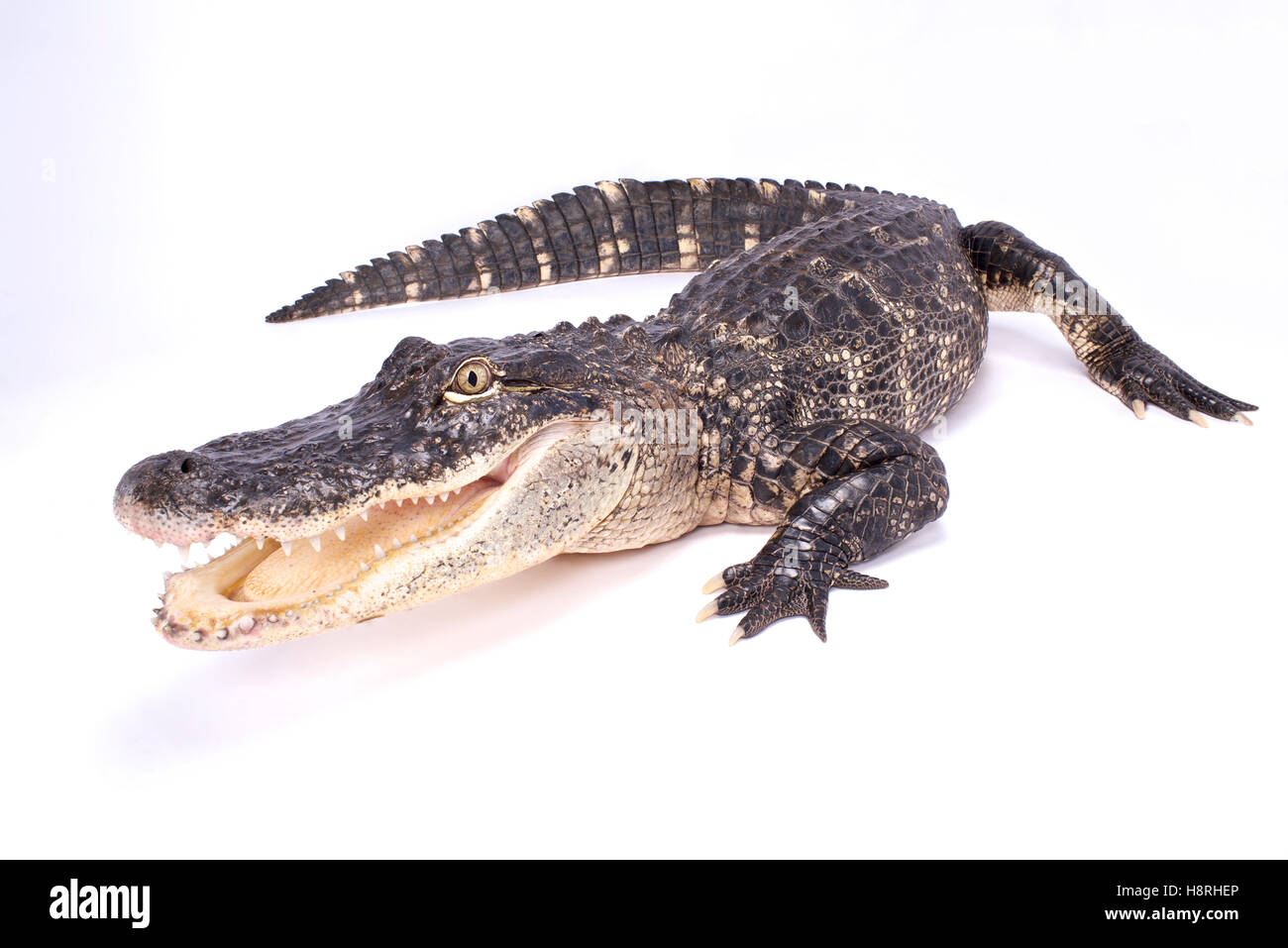 Amerikanisches Krokodil, Alligator mississippiensis Stockfoto