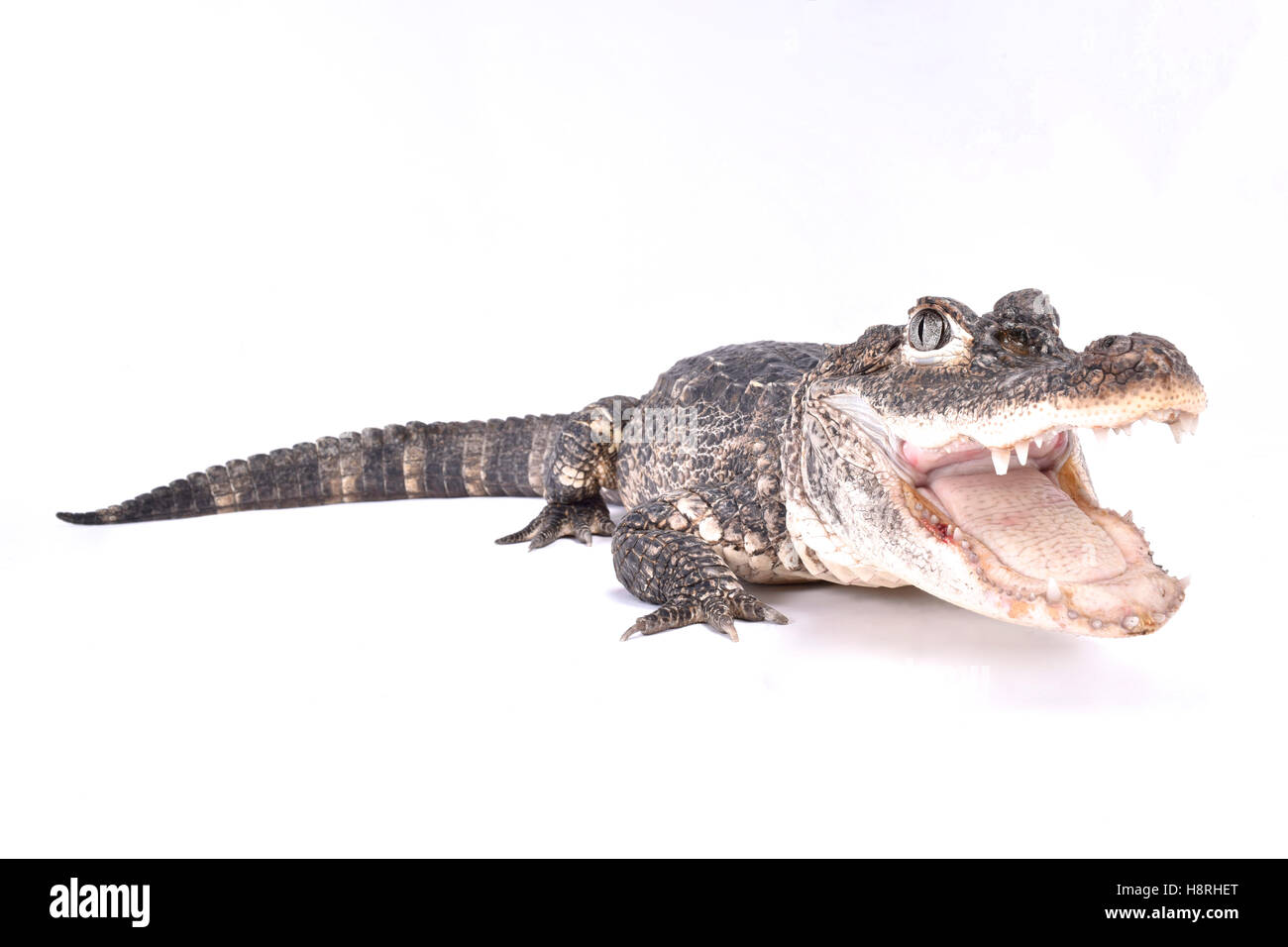 China-Alligator, Alligator sinensis Stockfoto
