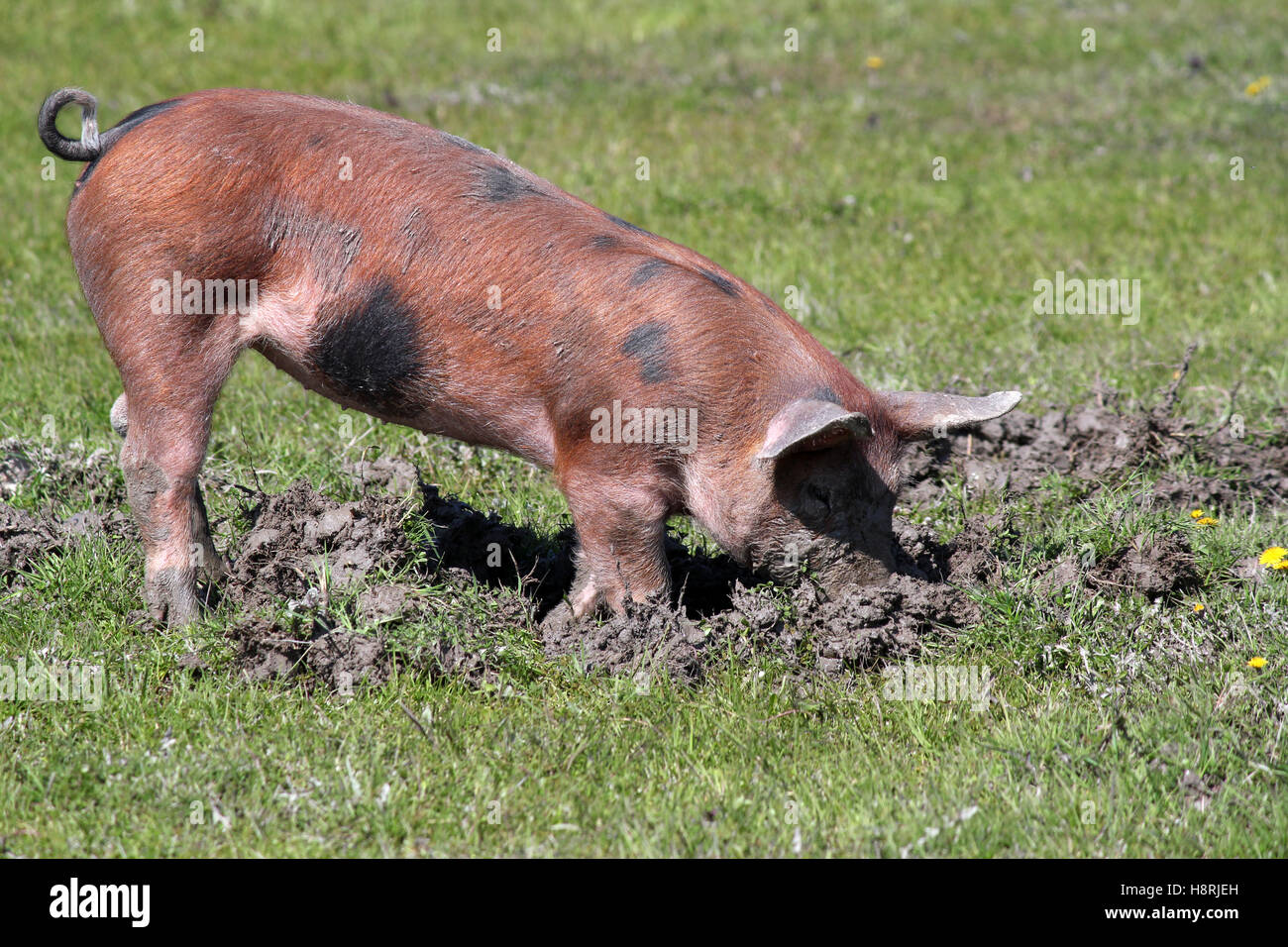 kleines Schwein in einem mud Stockfoto