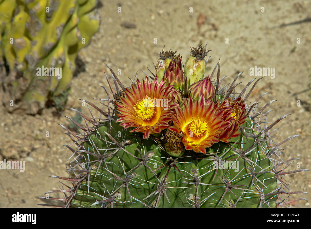 Kopf eines Kaktus mit gelben Flowerss (Cactaceae Stockfotografie - Alamy