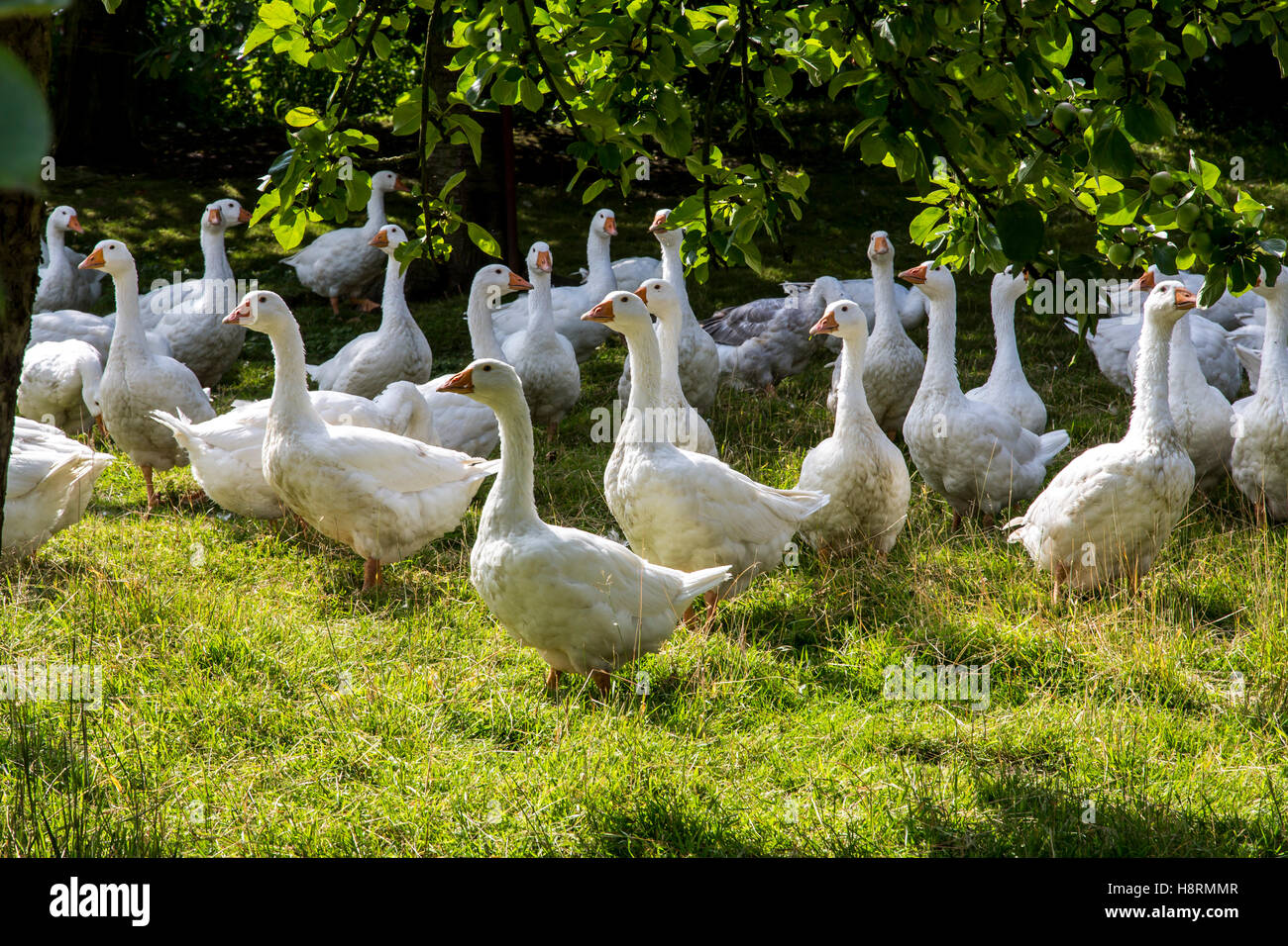 Gänse, öffnen Sie auf einer Wiese im freien Leben auf einem Bauernhof, Palette, aus Freilandhaltung, Stockfoto