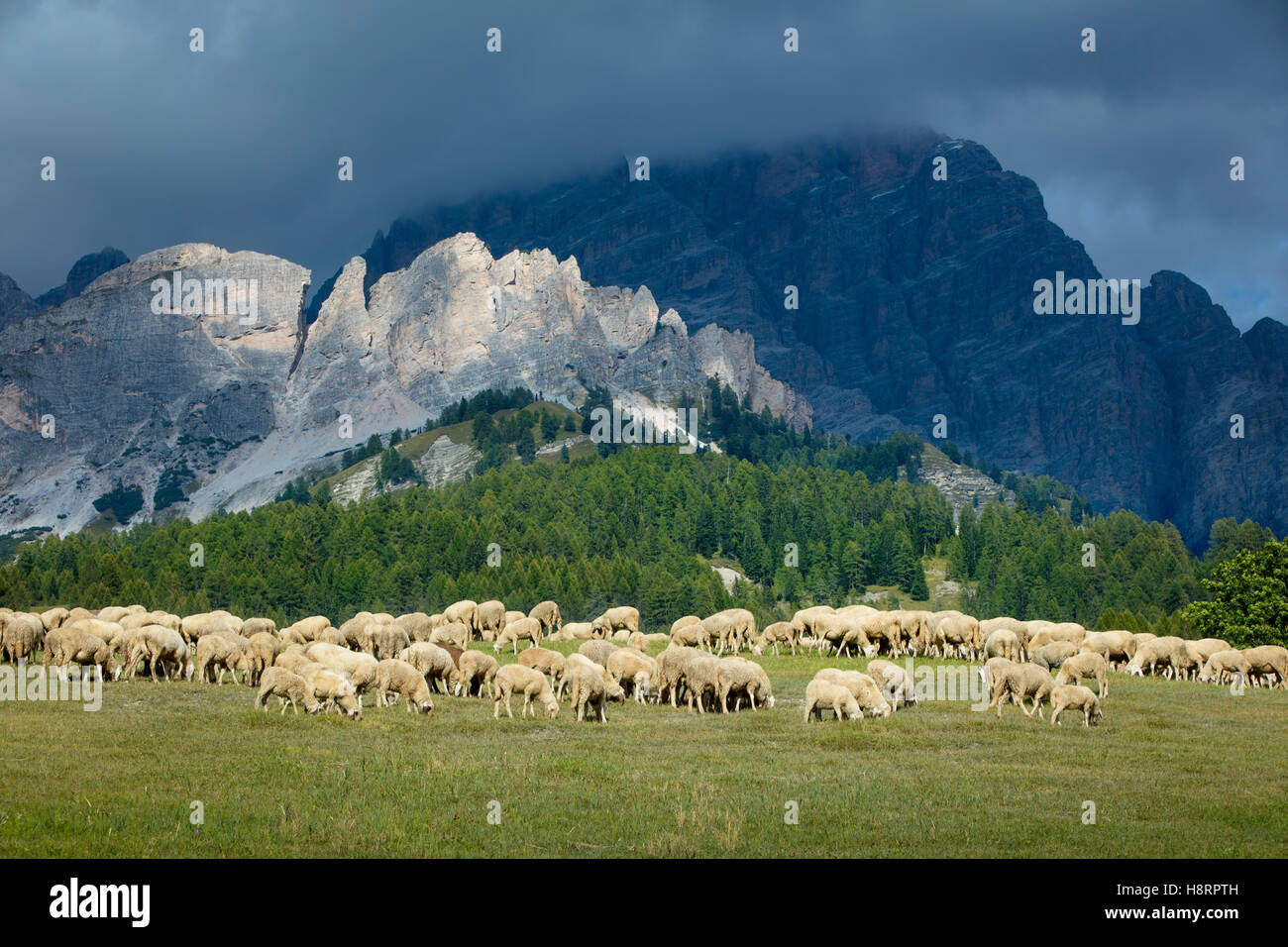 Schafbeweidung auf einem Hügel unterhalb der Gipfel der Dolomiten in der Nähe von Cortina d ' Ampezzo, Veneto, Italien Stockfoto