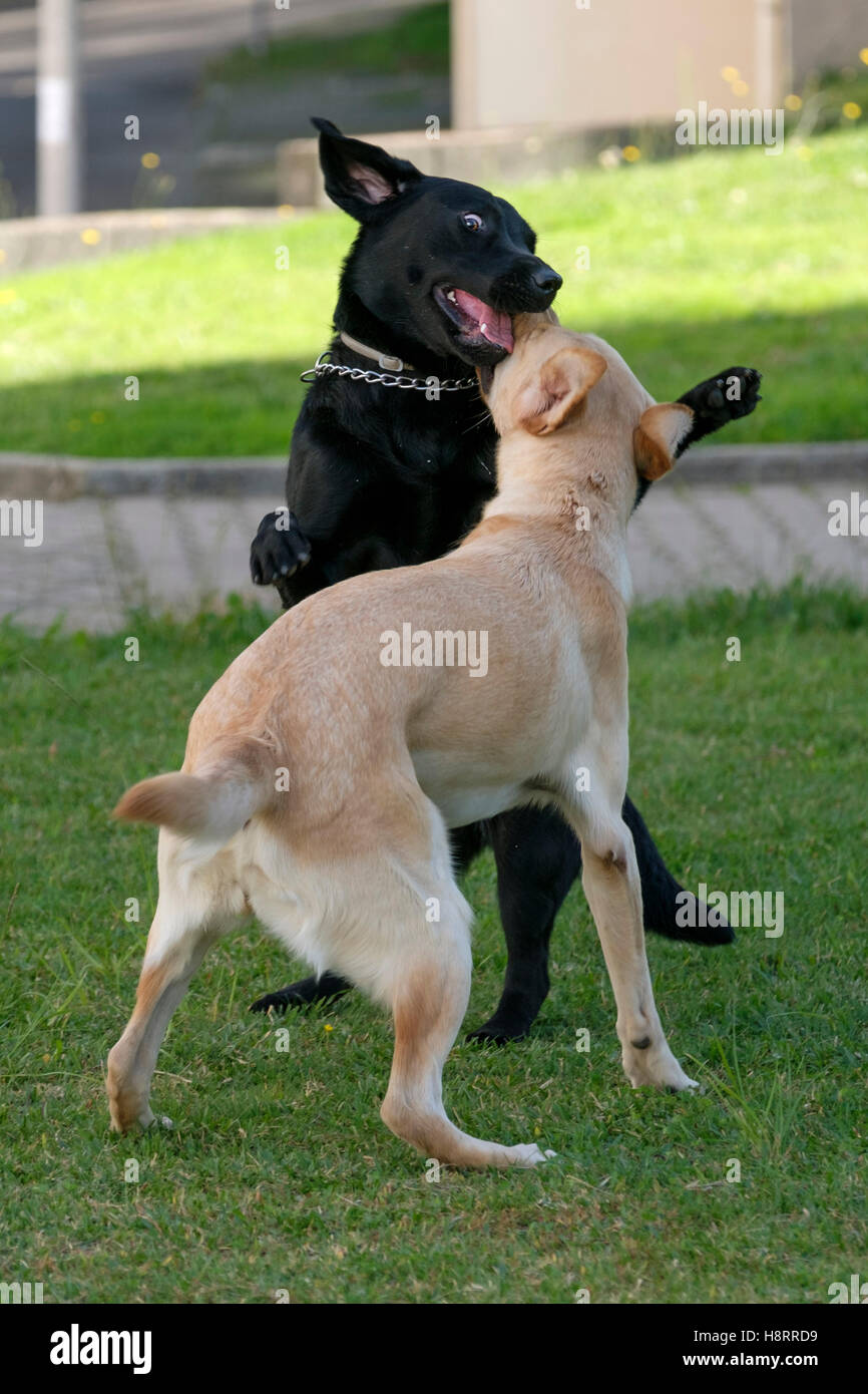 Schwarze und gelbe Labrador Retriever spielen Stockfoto