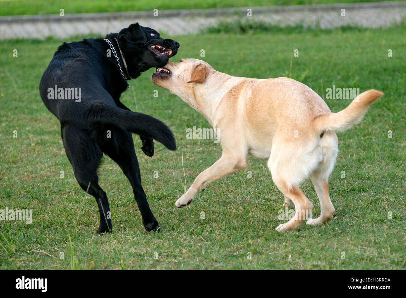 Schwarze und gelbe Labrador Retriever spielen Stockfoto
