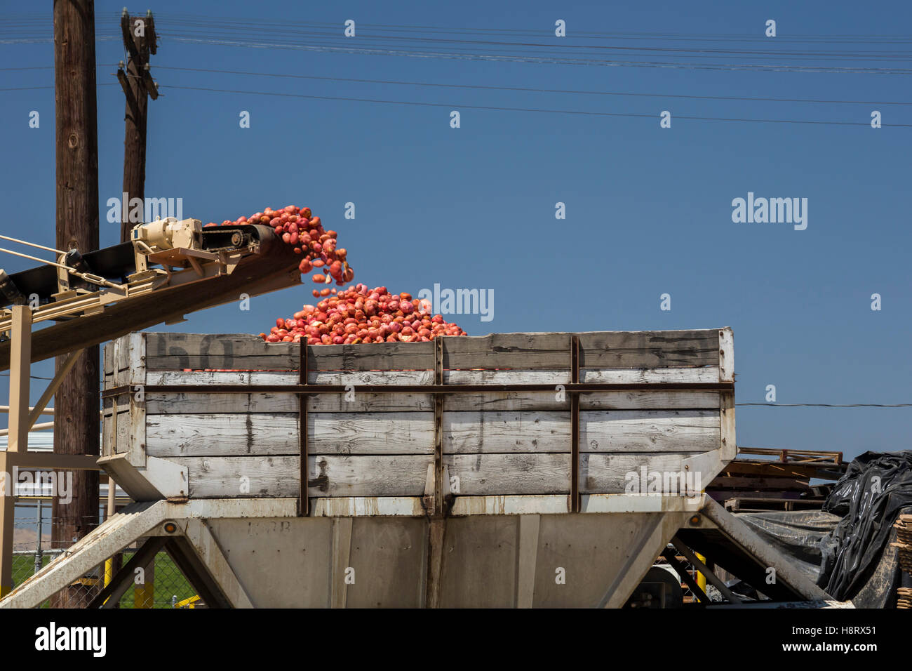 Bakersfield, Kalifornien - neu, die geerntete Kartoffeln in einen LKW in einer Aufbereitungsanlage geladen werden. Stockfoto
