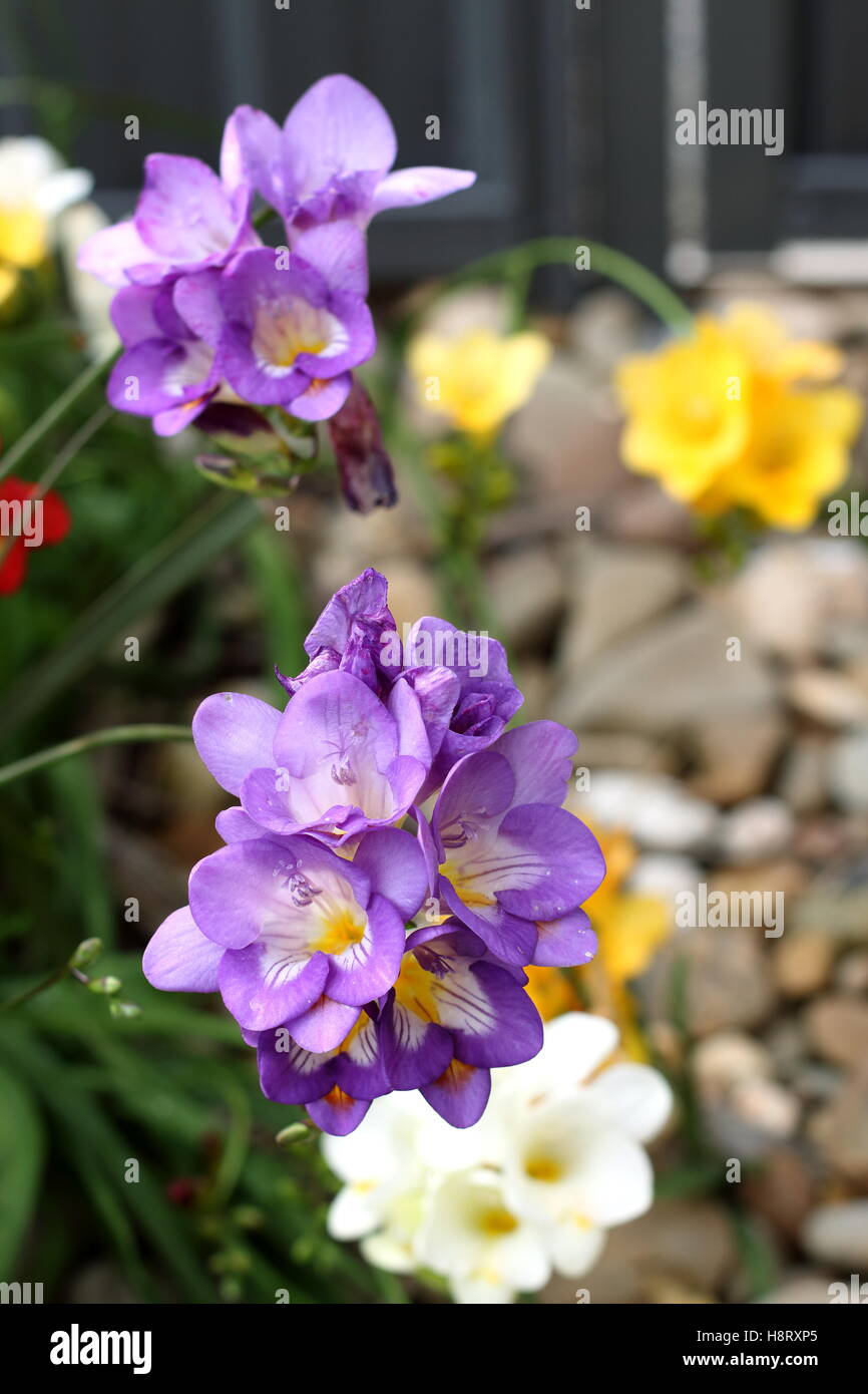 Bunte Freesien mit lila Blüten im Fokus Stockfoto