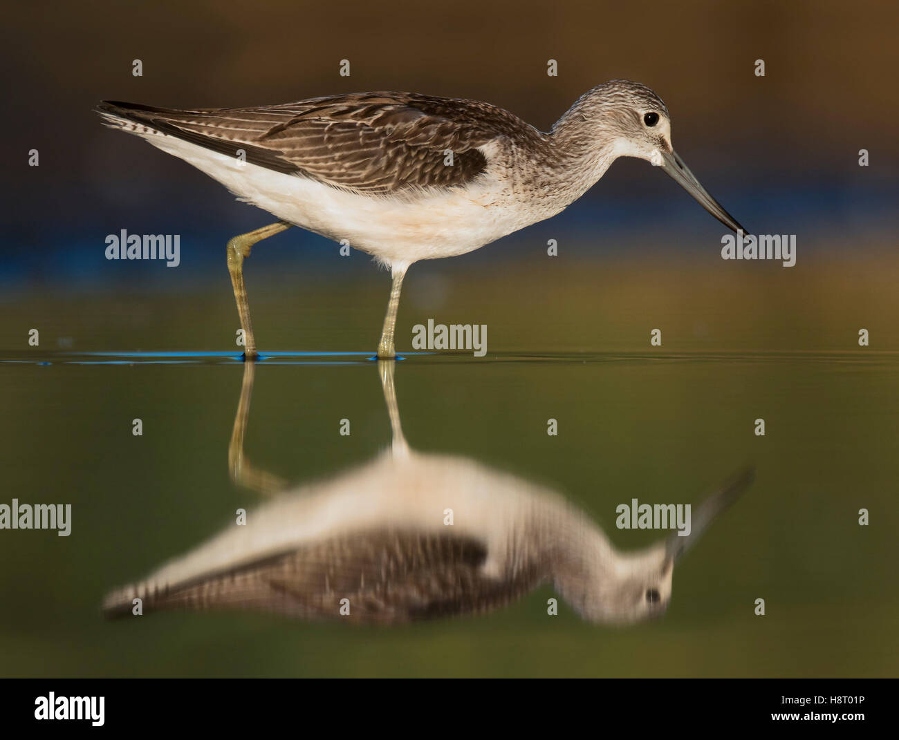 Reflexion der gemeinsamen Grünschenkel (Tringa Nebularia) juvenile Nahrungssuche im flachen Wasser im Feuchtgebiet Stockfoto