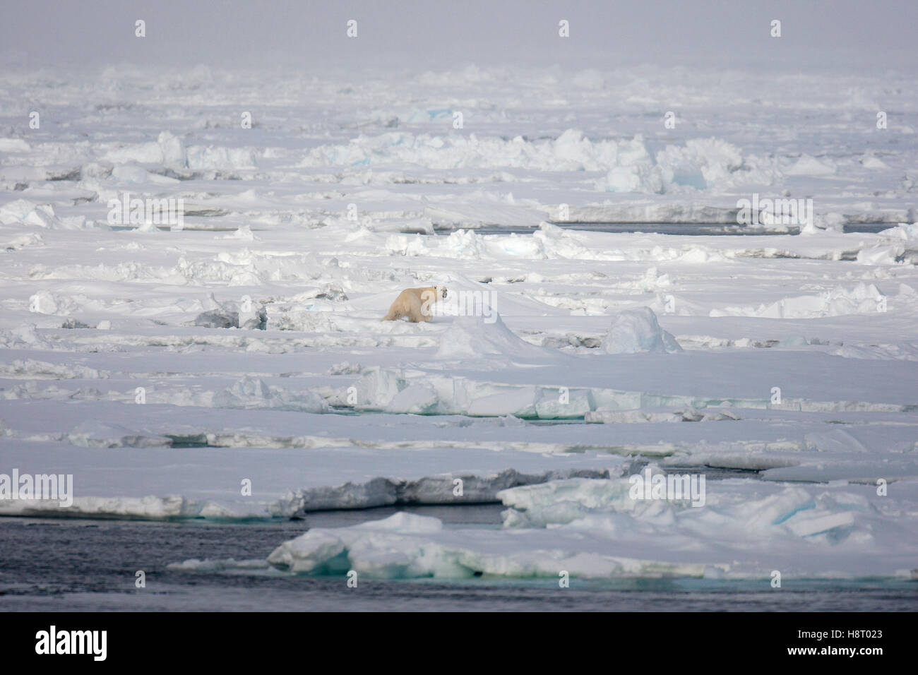 Die Jagd nach Robben auf Packeis einsamer Eisbär (Ursus Maritimus) Stockfoto