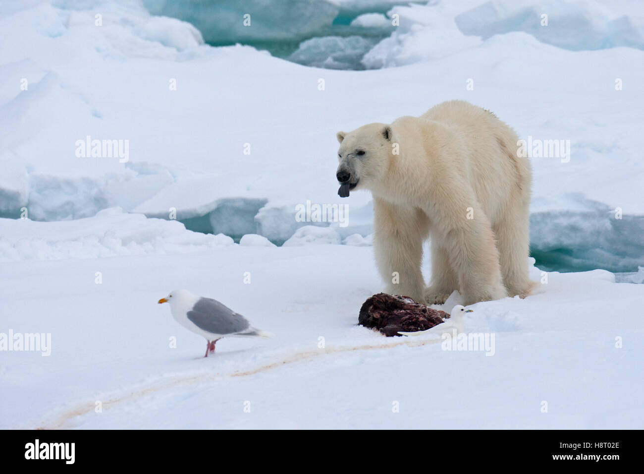 Junge männliche Eisbär (Ursus Maritimus) Fütterung auf den Resten einer getöteten Dichtung auf Packeis Stockfoto