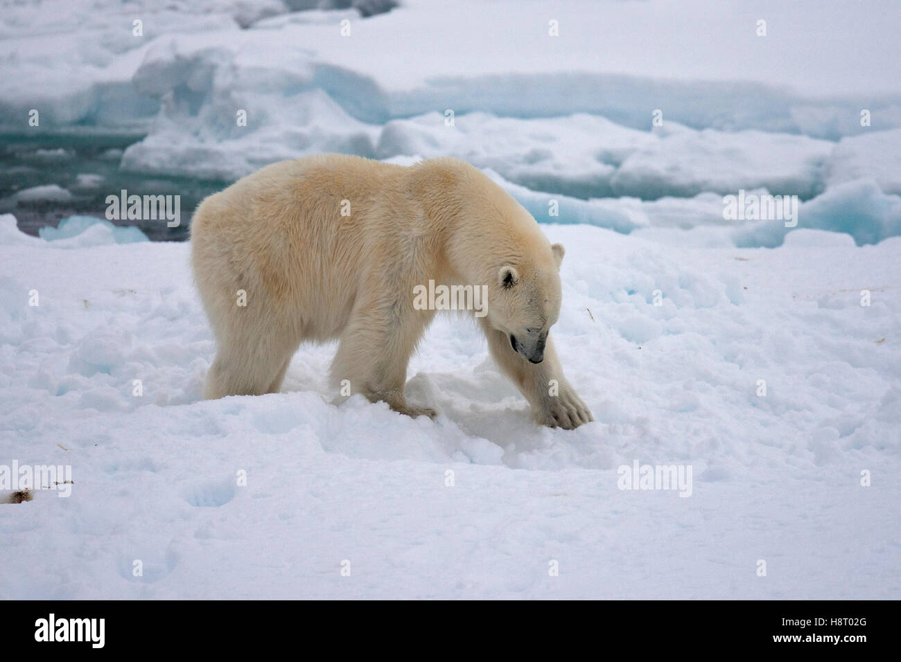 Junge männliche Eisbär (Ursus Maritimus) für Überreste der getöteten Siegel mit Schnee Stockfoto