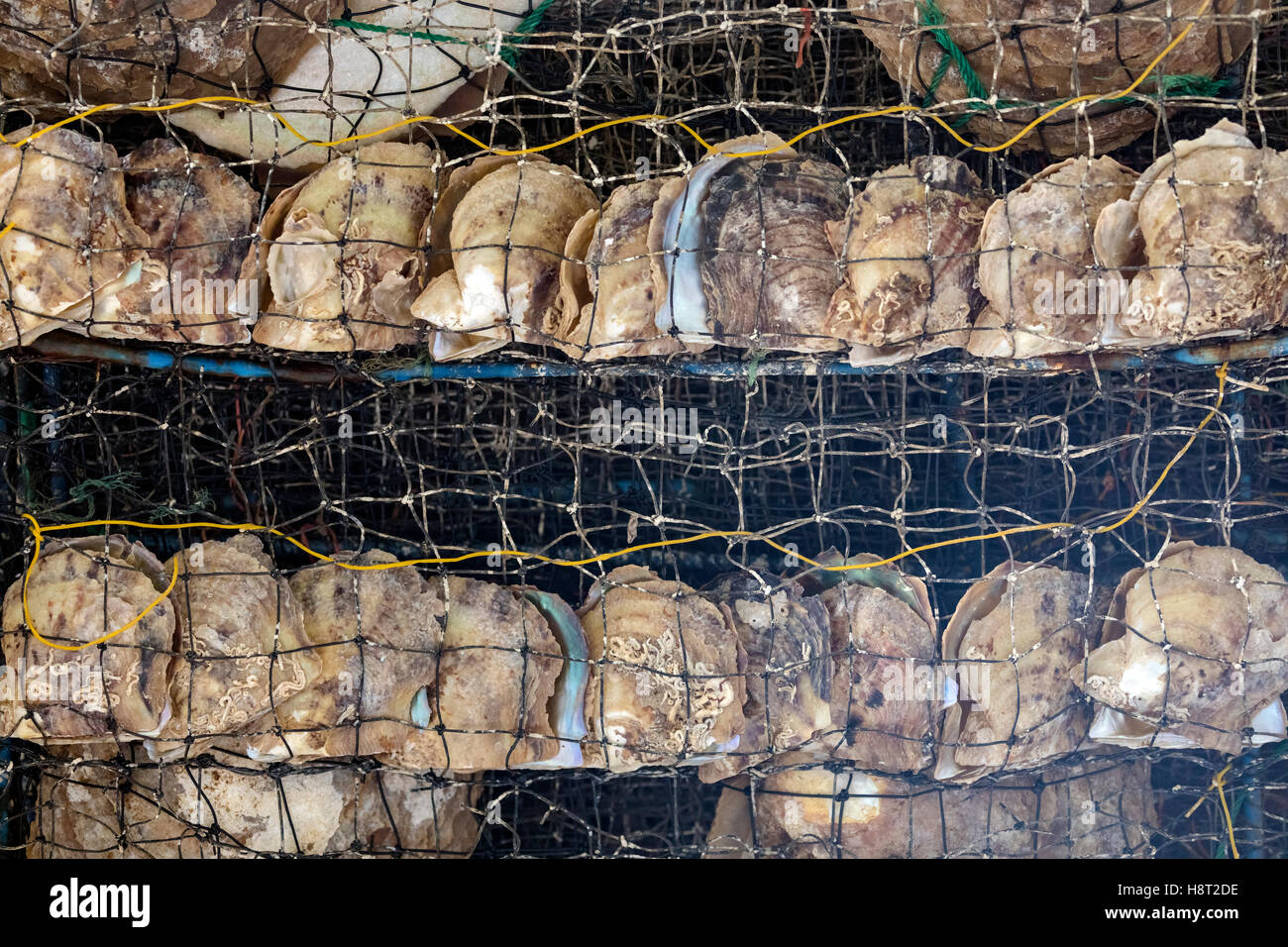 Austern in ein Netz in einer Perlenfarm in Halong Bucht, Vietnam, Indochina, Asien Stockfoto