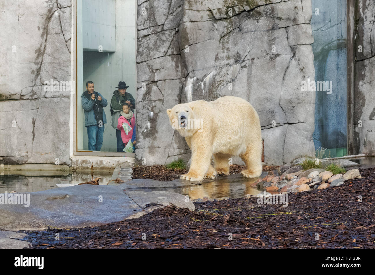 Der Eisbär (Ursus Maritimus) in Kopenhagen Zoo Stockfoto