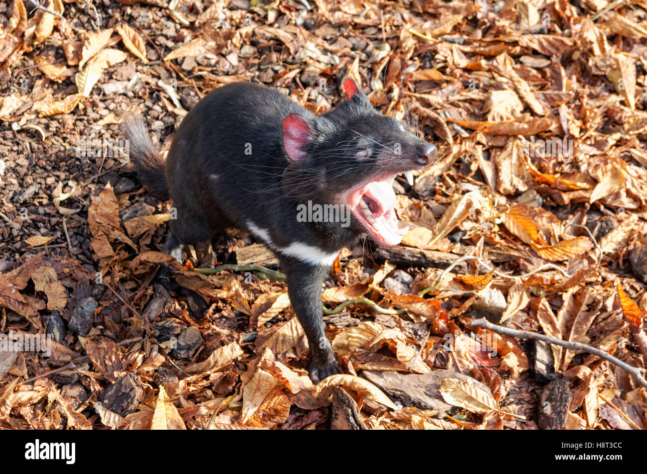 Tasmanische Teufel im Zoo Kopenhagen Stockfoto