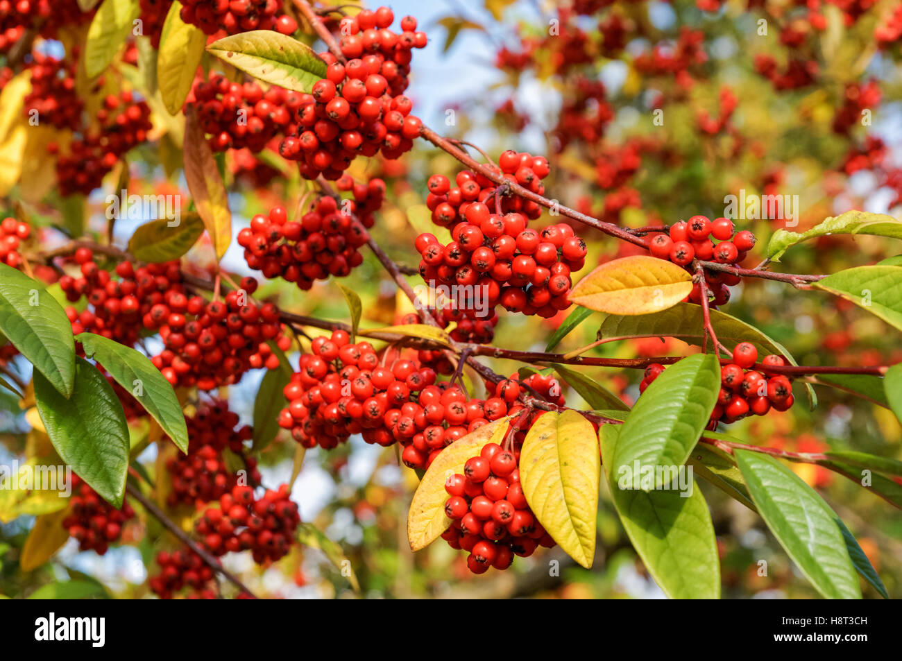 Rote Wildfrüchte an einem Baum Stockfoto