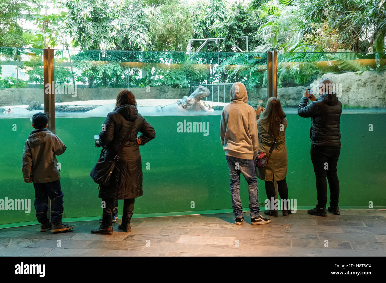 Besucher gerade Flusspferd im Zoo Kopenhagen Stockfoto