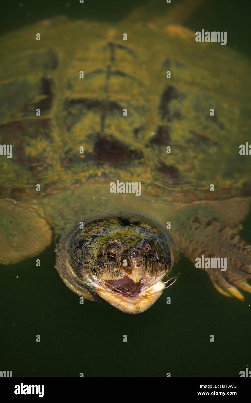 Schnappschildkröten, Chelydra Serpentina, Maryland, Fütterung auf der Oberfläche Stockfoto