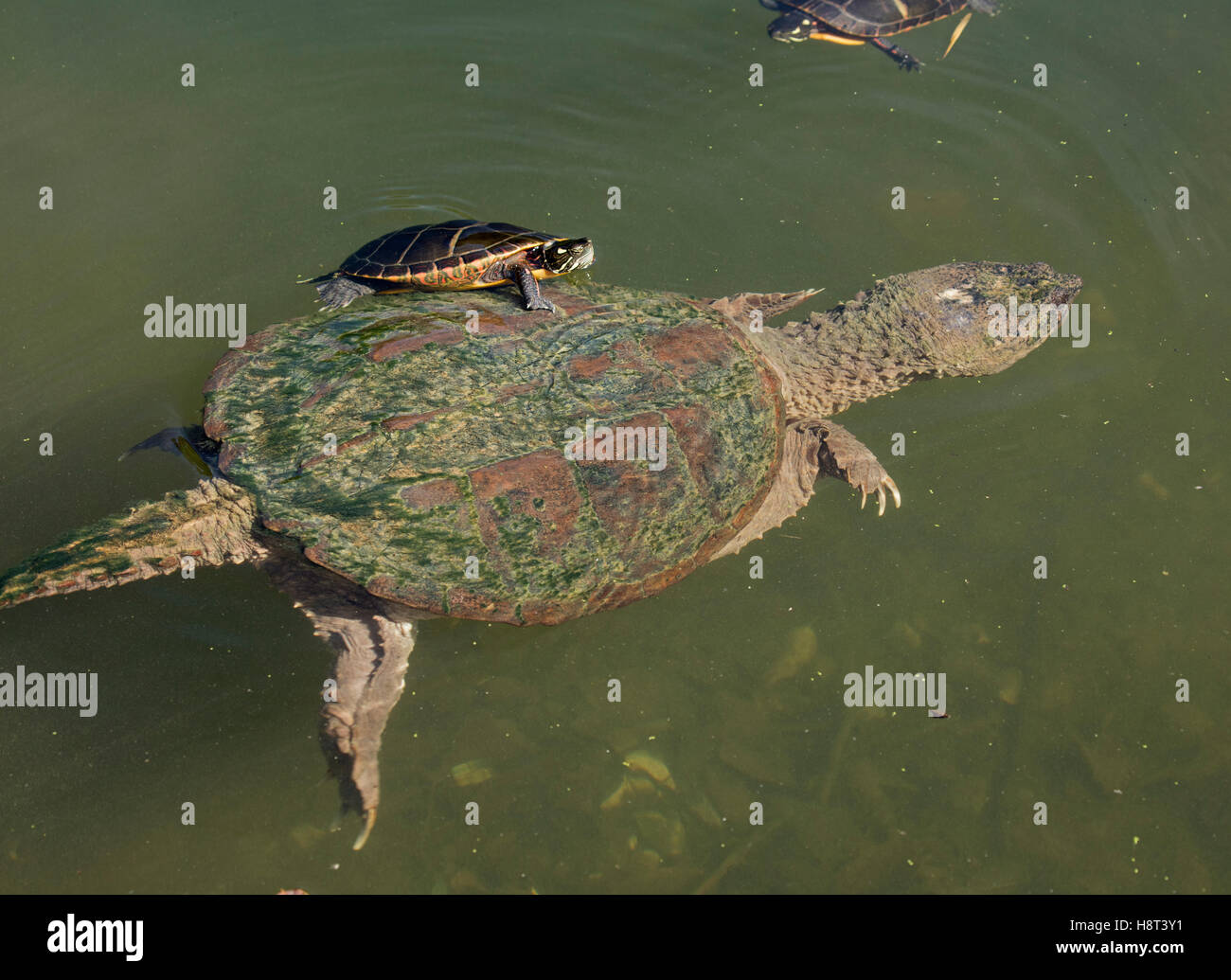 Schildkroten Chrysemys Picta Gemalt Schildkrote Maryland Reiten Auf Ruckseite Einrasten Chelydra Serpentina Ernahren Sich Von Algen Auf Panzer Stockfotografie Alamy