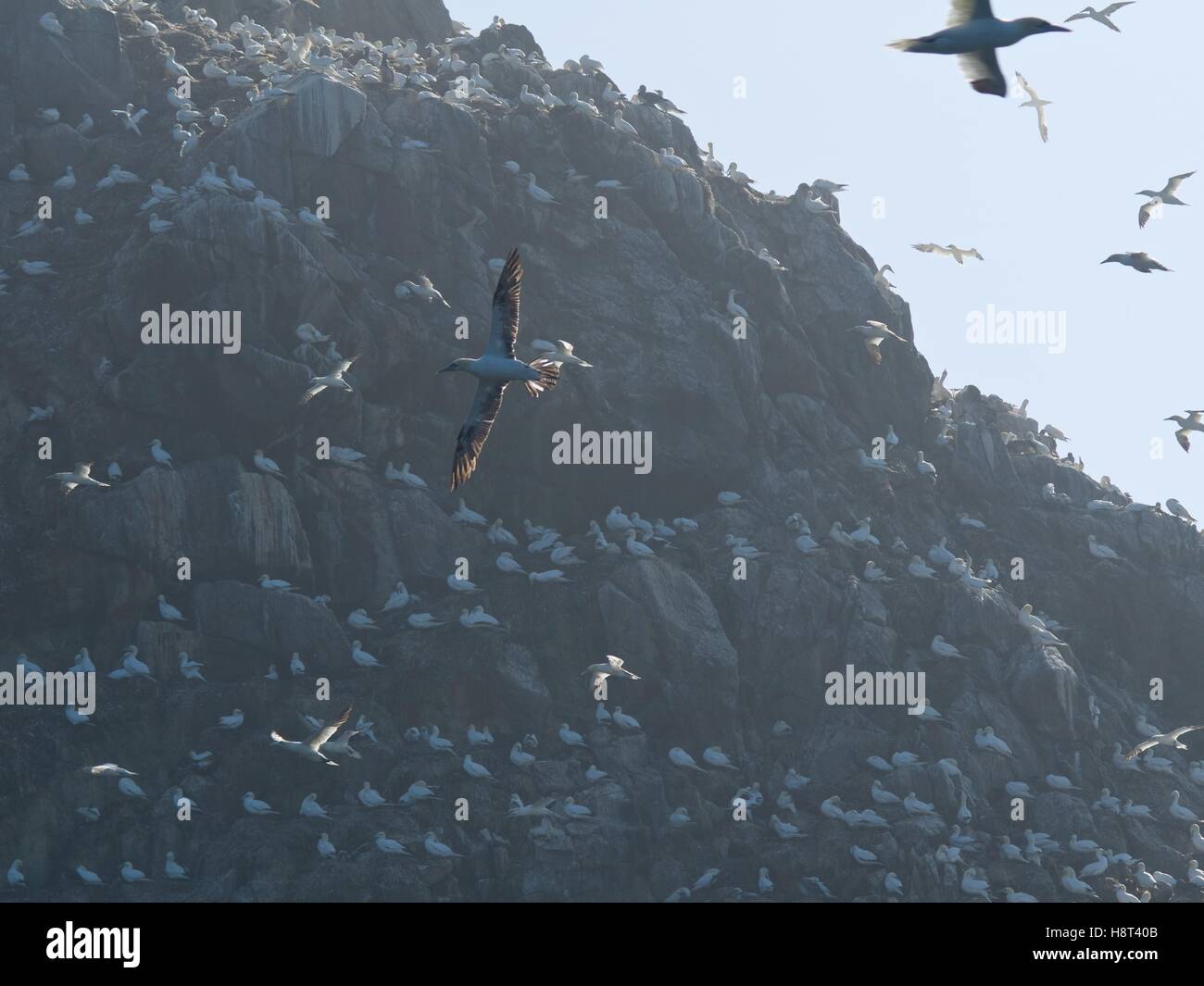 Basstölpel um die Klippen bei Les Sept Iles Vogel fliegen reservieren, Bretagne Stockfoto
