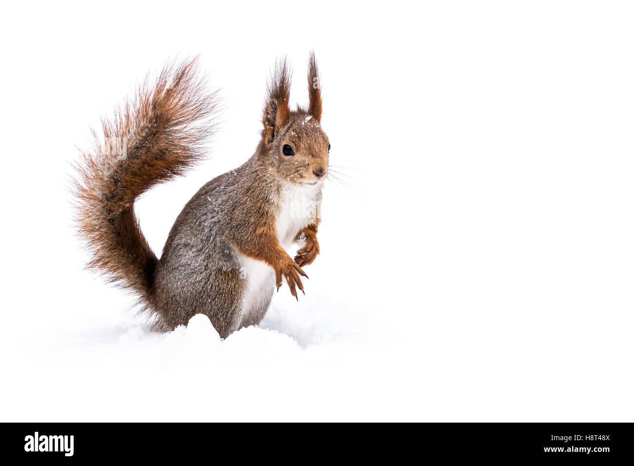 lustige kleine Eichhörnchen sitzend auf Schnee im Winterwald Stockfoto