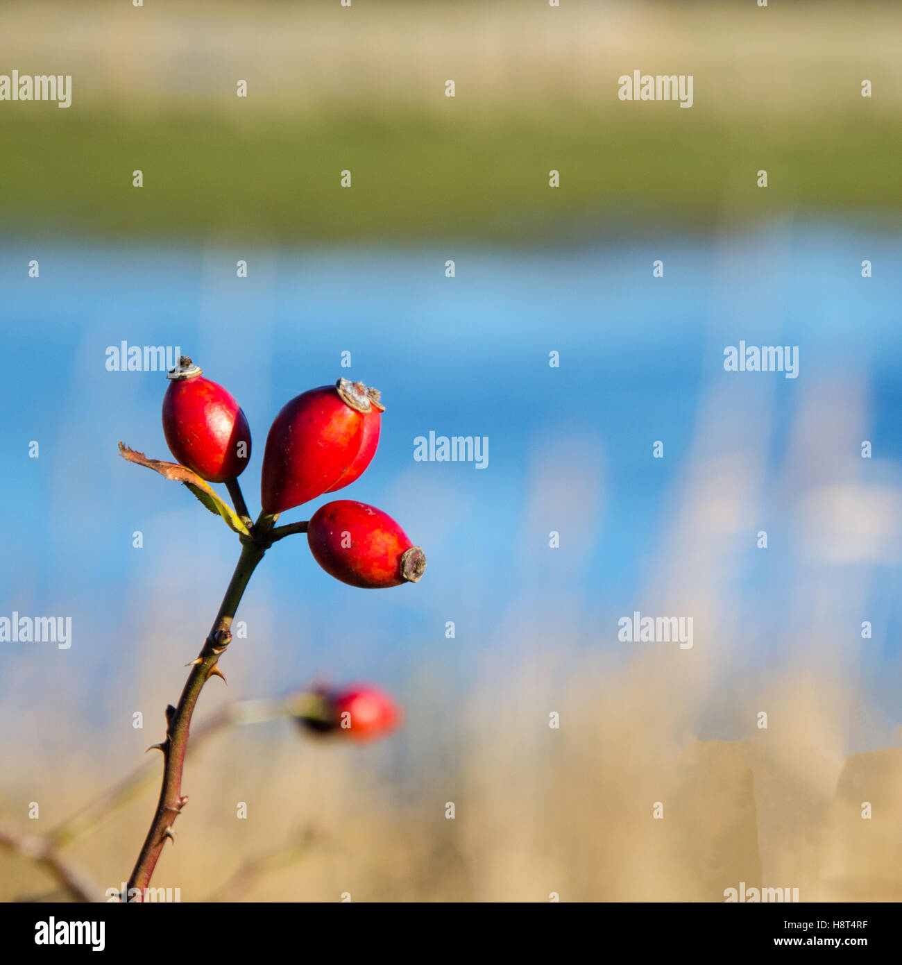 Gruppe von Reife Hagebutten auf einem Zweig mit blauem Hintergrund Stockfoto