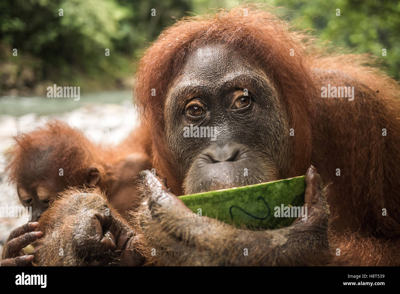 Orang-Utan im Dschungel Stockfoto