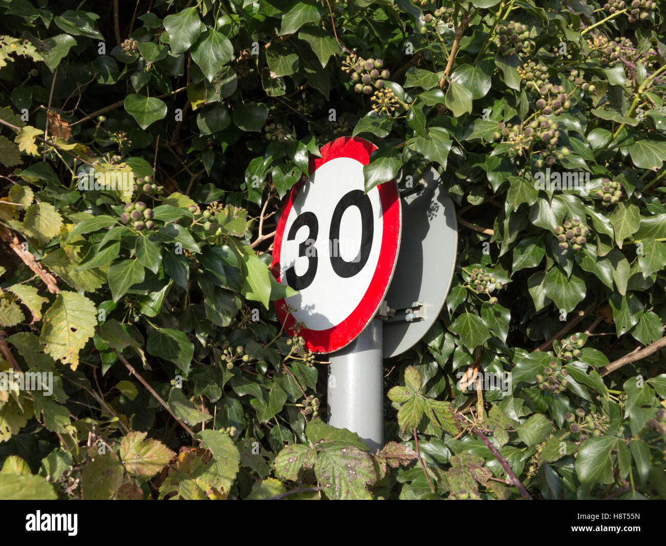 Dreißig Meilen pro Stunde kreisrunde Verkehrszeichen in einer Efeu-Hecke versteckt Stockfoto