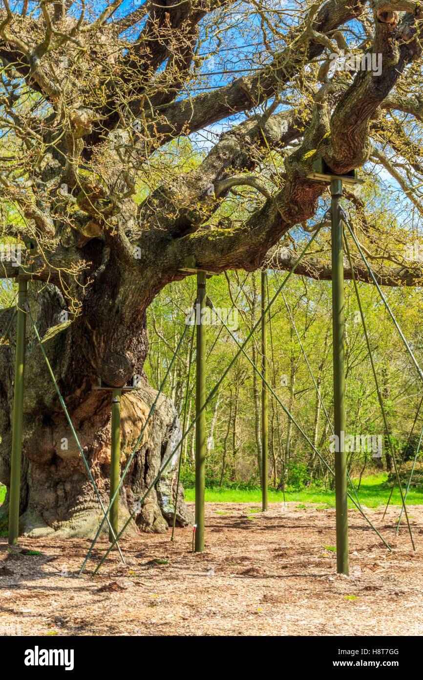Die große Eiche im Sherwood Forest Heimat von Robin Hood und seine fröhliche Männer. Stockfoto